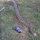 Illustration for article titled The Biggest Rattlesnake Youll Ever See?